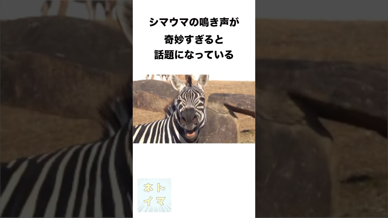 シマウマの鳴き声が奇妙すぎると話題になっている #shorts