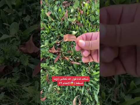 تدبر آيات الل ه وما تسقط من ورقة إلا يعلمها سبحان الل ه تعالى عما يصفون عالم الغيب اذا تدبرنا