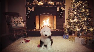 Yule Log Crackling Fire  Sheepdog Puppy [4K UHD]