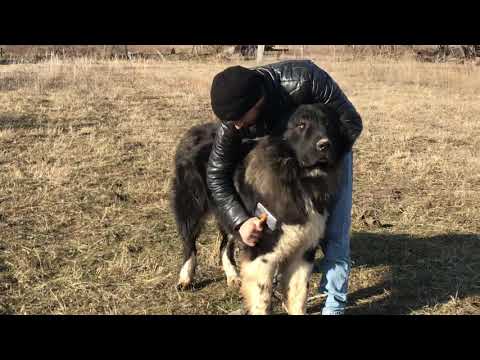 როგორ ხდება ქართული ნაგაზის მოვლა ყოველდღიურად / rogor xdeba qartuli nagazis movla yoveldgiurad