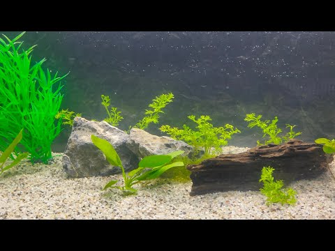 Video: Chcem Akvárium. Časť 1
