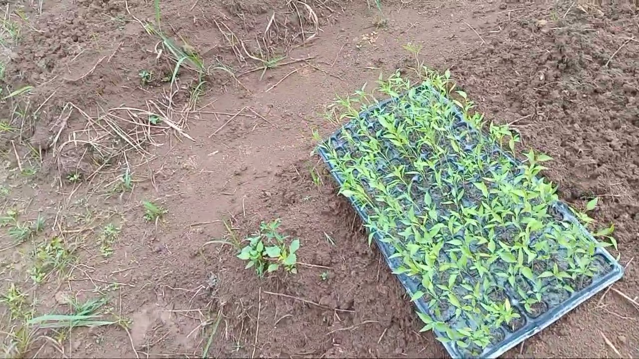 Ukuran bedengan dan selokan budidaya cabe