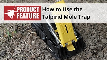 How to use the Talpirid Mole Trap | DoMyOwn.com