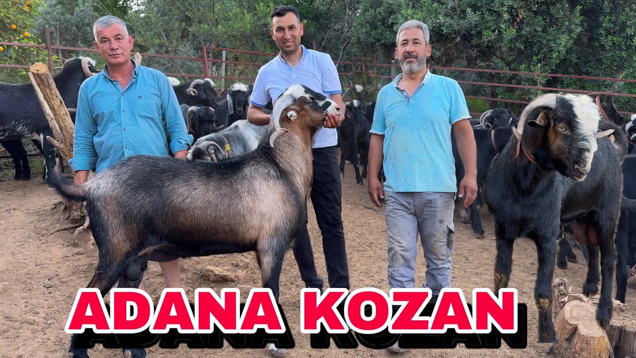 100 ADET DEV GİBİ KURBANLIK YETİŞTİRDİ  - 2025 KURBANLIK FİYATLARI