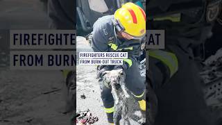 Firefighters rescue cat from burned-out truck