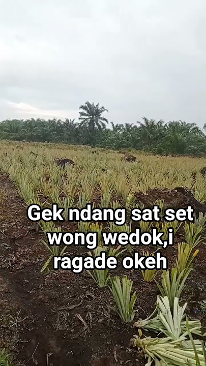 gek Ndang sat set wong wedok,i ragade okeh