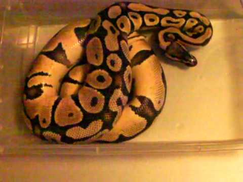snake oil Today's Pick up ( Ball Python)