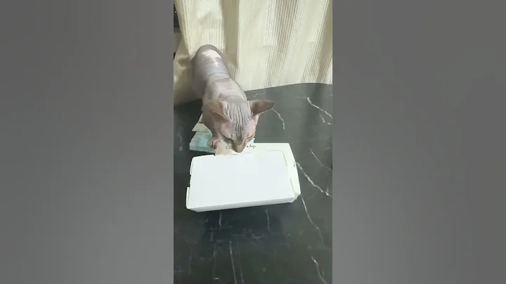 Video 6582101: sphynx cats catlovers, catlover sphynx animals