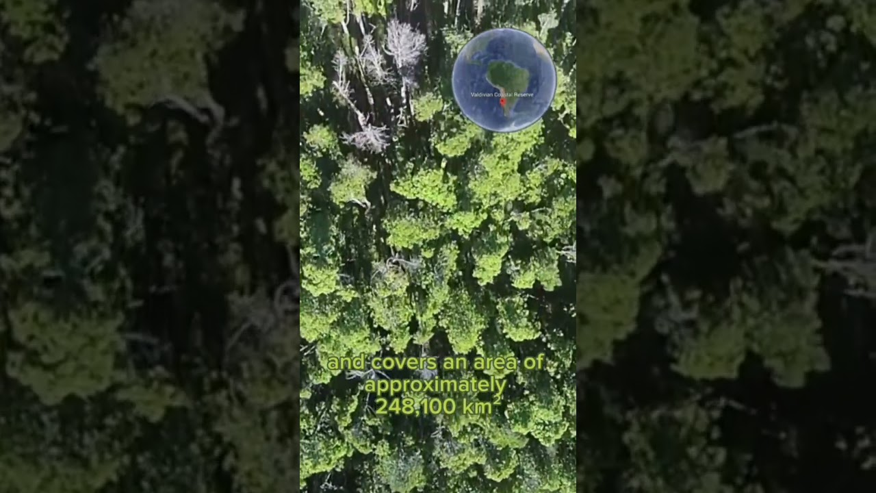 Top 5 Largest Forests in the World 🌲 