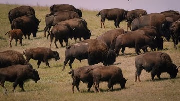 Singing Back the Buffalo - Trailer (DOXA 2024)