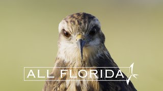 All Florida Snail Kite Vignette