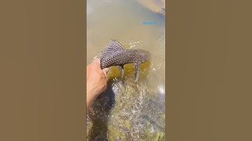 Cá Lớn - bắt Cá Lau Kính mắc kẹt 😱 #khacthuyvlogg