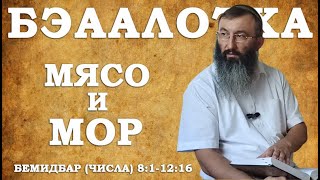 Недельная глава Беаалотха - Мясо и мор