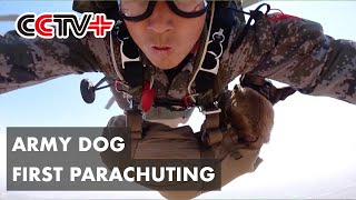 Army Dog Makes First Attempt in Parachuting Net Worth