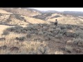 chukar somewhere in nevada