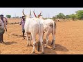 Super size Khilari bull's farming video//Pattikonda bull's Market video's