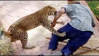 Wild Animal AttacksㅣWild Animal Ultimate Fightㅣ동물들의 공격