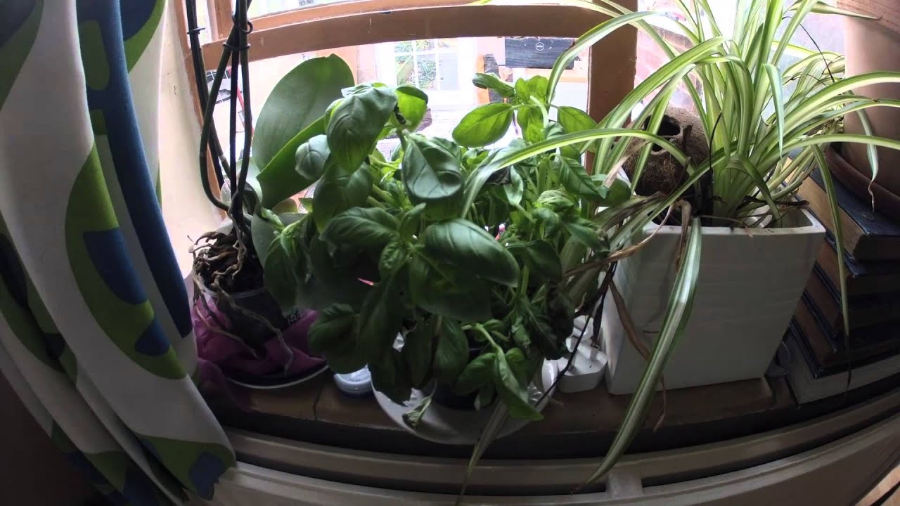 Excessively dramatic revival of a basil plant. Timelapse. YouTube