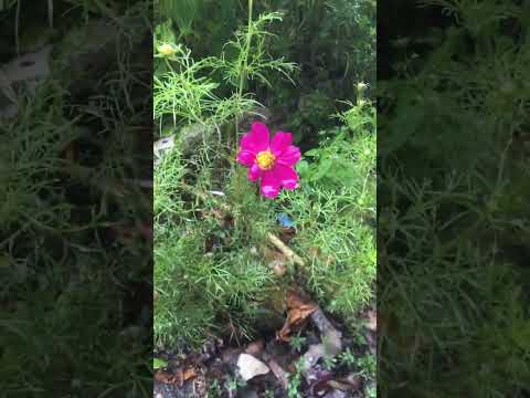 Video: Cosmea-meerjarige plant. Landing en versorging