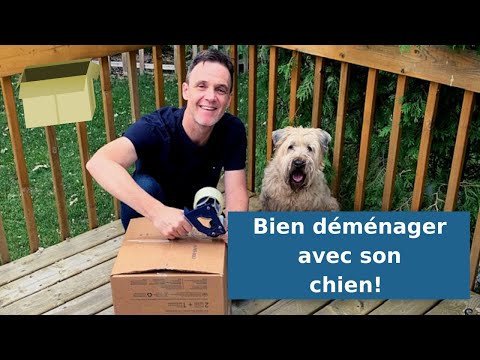 Vidéo: Comment Les Chiens Gèrent Le Déménagement