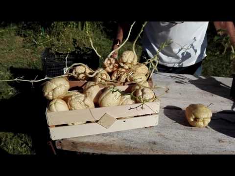 Chayote, zucca spinosa, sechium edule, consigli per la coltivazione