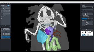 [Napari] Frog organ segmentation in microCT with nnInteractive