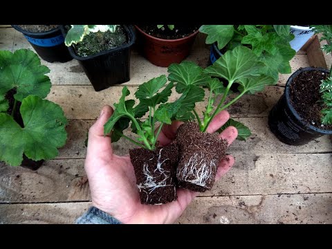 Videó: Hogyan Lehet Felismerni A Pelargonium Betegségeit?