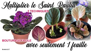 Saintpaulia : bouturer &amp; multiplier facilement avec 1 feuille? Multiply african violets with1 leaf