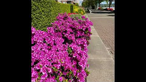 오르간후주_Postlude: Festive Trumpet Tune- David German