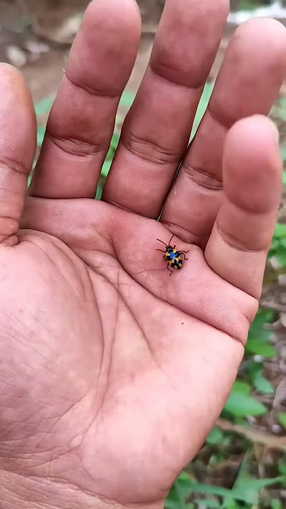 Download lagu Asian beetles you've never seen #anyuniqueanimals #beetle#insects#beautifulinsects #nature#wildlife