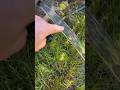 Make your Own "Leminor Flow" | Science Guru