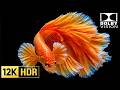 Underwater Life OLED HDR Video | 12K HDR Dolby Vision 120FPS (8K/4K Video TV)