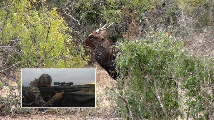 Check out this video! shoots at ballistics gel using the Umarex Hammer and  the results are pretty awesome! The video is linked below⬇ #airgunhunting  #airguns #ballisticsgel #AHL, hammer