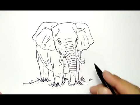  cara  menggambar  anak gajah  dengan  mudah  how to draw 