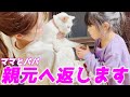 迷子の庭子猫ちゃんを両親猫達がお迎えに来てくれました…♡[三毛母猫の子猫]