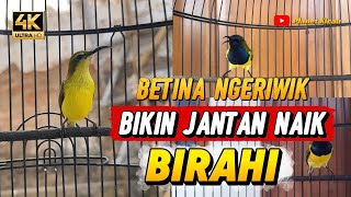 Sogon betina ngeriwik jantan langsung naik birahi | pancingan sogon agar birahi gacorrrr #sogon 