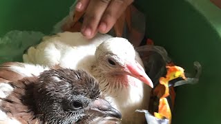 🏡 Amrin & Two Pigeons Baby .. 🏡 Amrin & Two Pigeons Baby ..