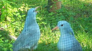 Kagu Vogel Vs Wolf Funny Animals Kagu Vogel Vs Wolf Funny Animals