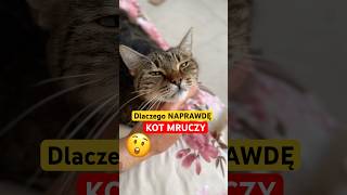 Dlaczego NAPRAWDĘ kot MRUCZY 😱 będziesz w szoku. #kot #behawiorysta #zwierzęta