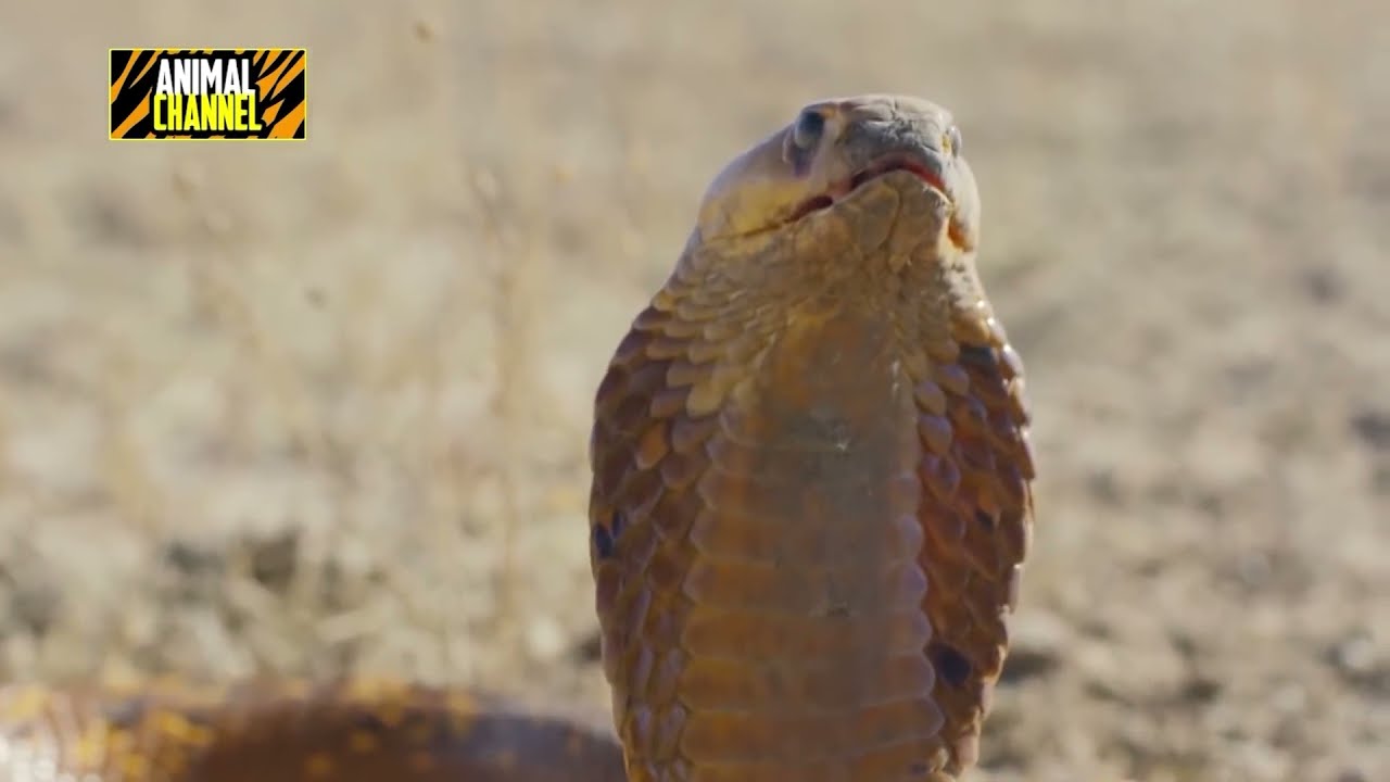 Mongoose VS cobra snake Epic Battle, Honey Badger VS Rock python and