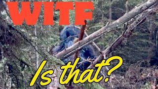 Download Lagu Compilation Of Bigfoot Sightings 2 MP3