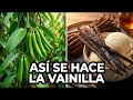 😱 CÓMO la VAINILLA se Volvió la ESPECIA MÁS CARA del Mundo