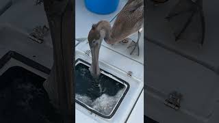 Pelican Eats Fish from my Livewell! #shorts