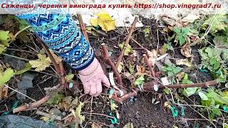 Виноград- головчатая формировка кустов- где применяется, нагрузка побегами на куст.