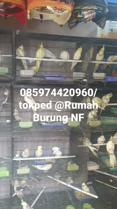Falk harga termurah dijabodetabekHanya ada di rumah Burung-Nfhttps://tokopedia.link/rumah-burung-nf