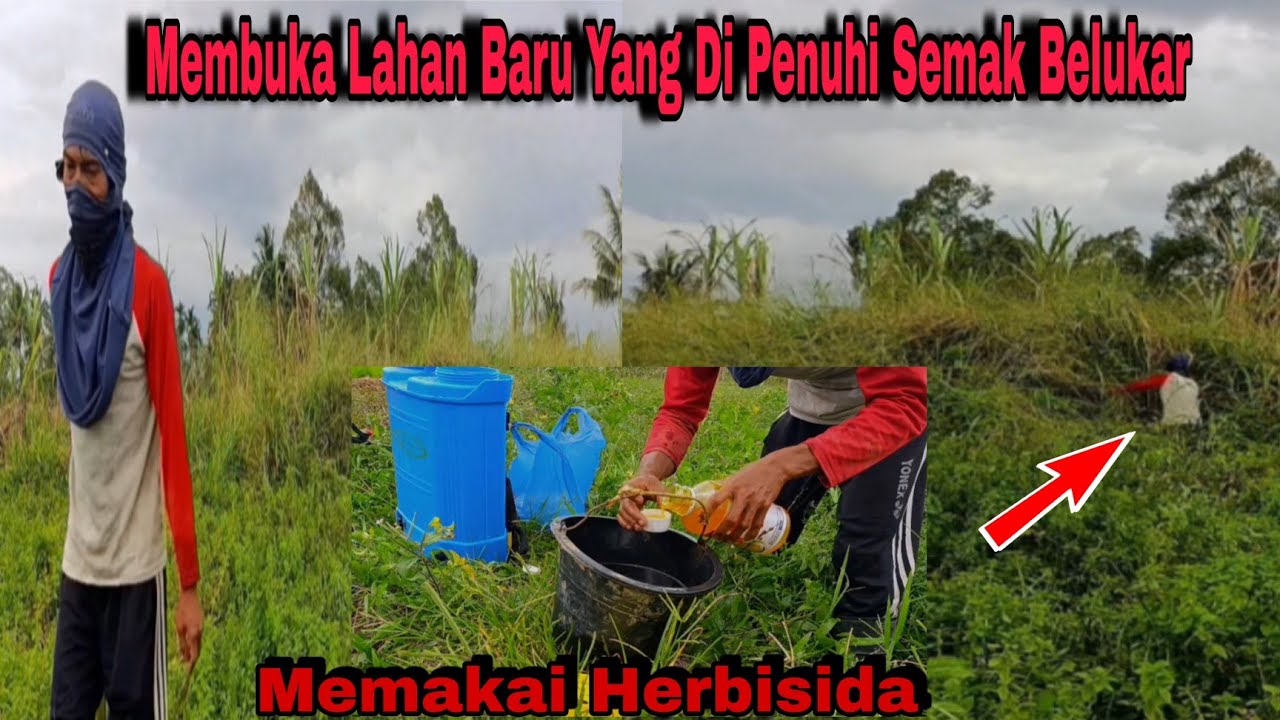 Cara Cepat Membuka Lahan Baru Yang Ditumbuhi Semak Belukar Tinggi Untuk Menjadi Ladang Part 1