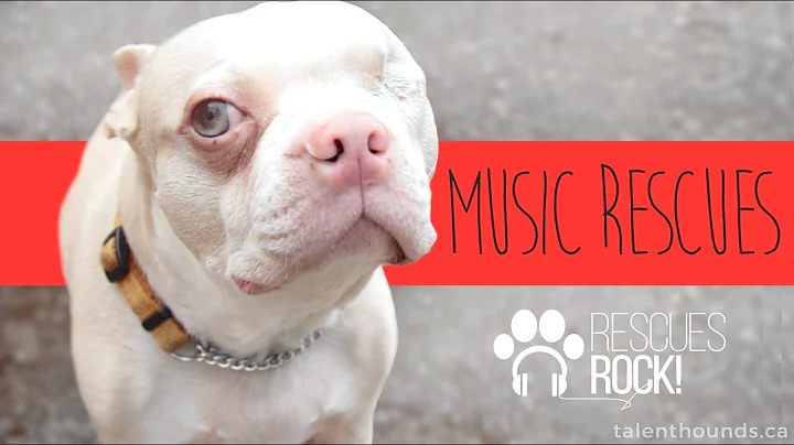 Coping with Loss through Music and Rescue Dogs - #...