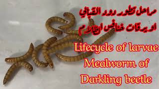 مراحل تطور دود الميل ورم او الدود القبابي بالتفصيل والاوقات/للمزيد من الفيديوات انظر الوصف/mealworm