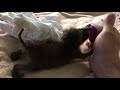 Baby Raccoon update MR.WIGGLES