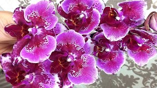 Только благодаря этому мои орхидеи так цветут и растут! Смотреть ВСЕМ, кто хочет каскады! 🤗